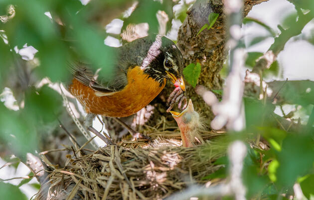American Robins. Ryan Cassella