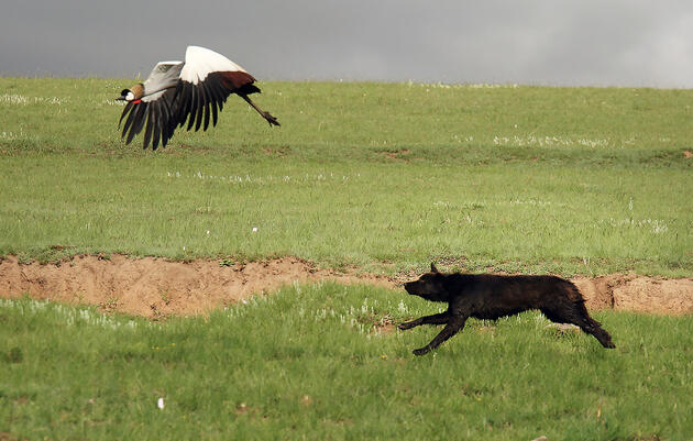 This endangered Grey Crowned-crane had a close call with a hungry dog in South Africa, moments after the bird was distracted by the author stopping his car for a photo. Jonathan Slaght
