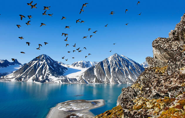 A colony of Dovekies at their cliffside nesting spot on the west coast of Svalbard. Florian Schulz/visionsofthewild.com