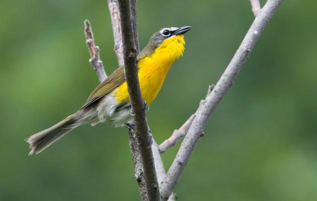 Goodbye Thayer’s Gull, Hello Cassia Crossbill: This Year's Changes to the Official List of North American Birds