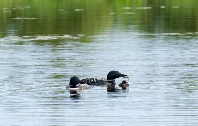 Common Loons Fe and ABJ offer a fish to their chick, the pair’s 32nd together. Laura Wong