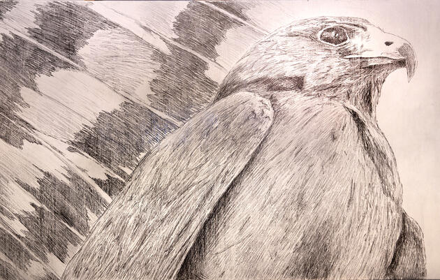 Zone-tailed Hawk by Aaron Zimmerman