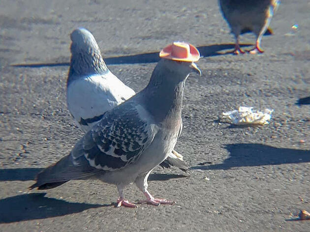 Coolamity Jane is the name given to a Las Vegas pigeon who's unfortunately had a plastic cowboy hat glued to her head. She remains at large. Mariah Hillman/Lofty Hopes