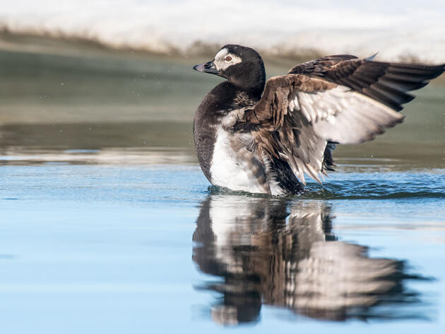 What Biden's Presidential Win Means for Birds and the Environment 