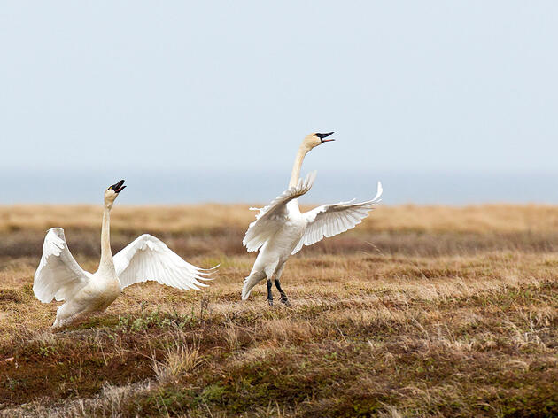 Tundra Swans. William Pohley/Audubon Photography Awards