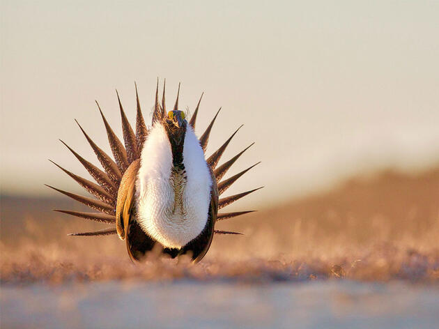 Washington's Wildfires Put the State's Sage-Grouse Population at High Risk 
