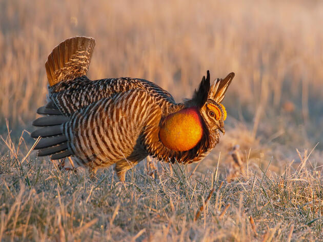 Greater Prairie-Chicken. Ravi Hirekatur/Audubon Photography Awards