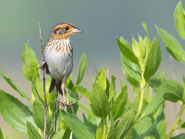 Search Results | Audubon