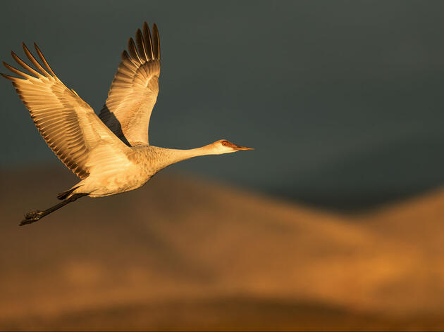  Audubon to Election Officials and Courts: Count Every Vote  