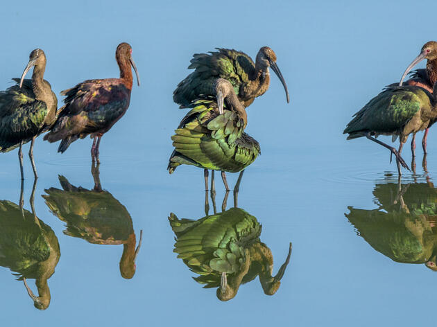 White-faced Ibis. Craig Goettsch/Audubon Photography Awards