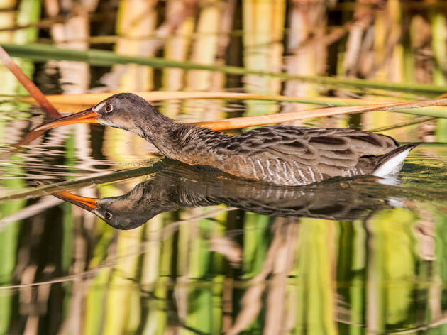 Ridgway's Rail in the Ciénega de Santa Clara, Colorado River Delta, Mexico. Claudio-Contreras Koob