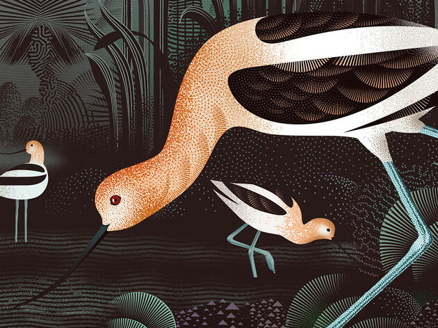 American Avocet by Phil Wheeler