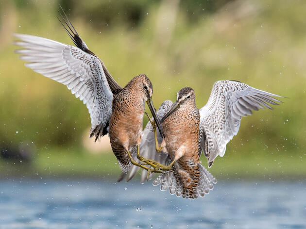 Long-billed Dowitchers. Melissa James/Audubon Photography Awards