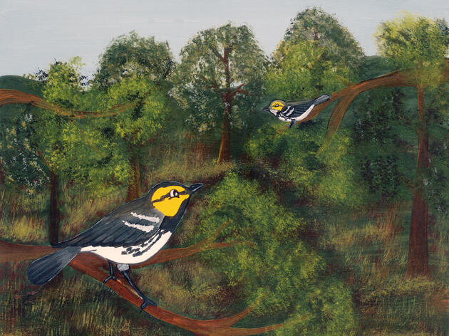 The Tale of One Tiny Songbird Is Amplifying an Ancient Mayan Language