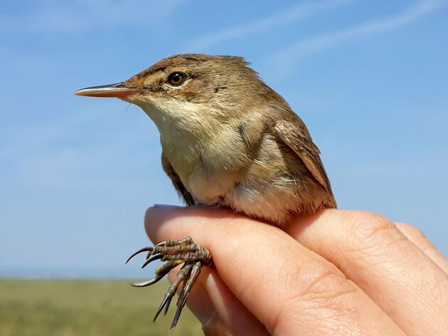 Lost Birds Rely on Earth's Magnetic Field to Get Back on Track