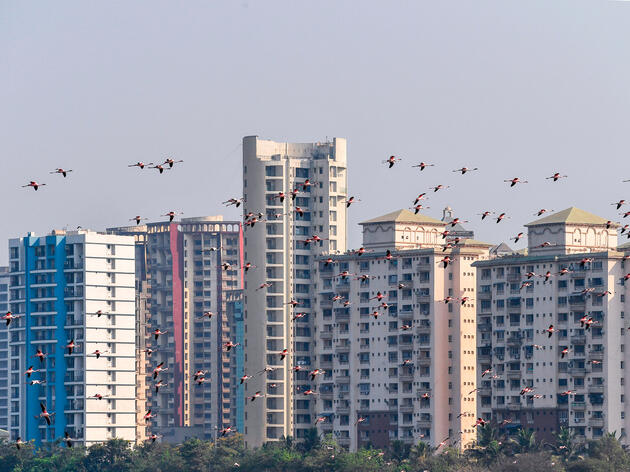 A Year of the Pandemic: How Have Birds and Other Wildlife Responded? 