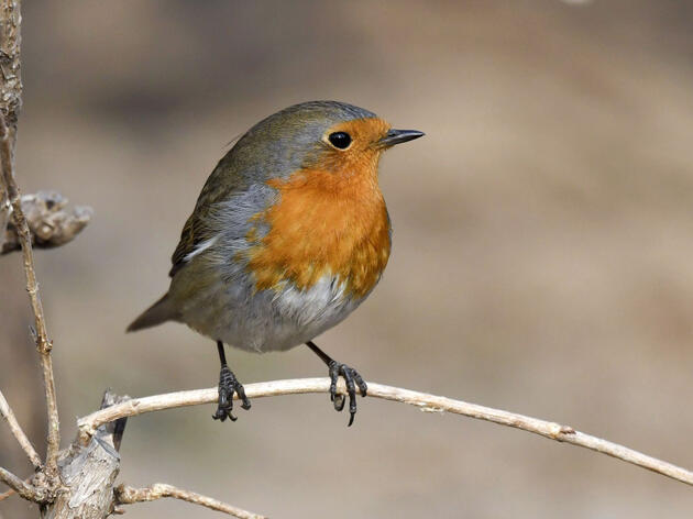 A European Robin, far outside its normal range, poses for admirers in Beijing. Zhang Xiaoling