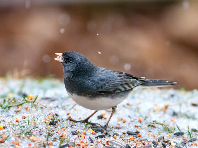 Junco Ojioscuro. Melinda Fawver/Gran Conteo de Aves en el Jardín