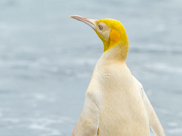 Rare Yellow Penguin Bewilders Scientists 