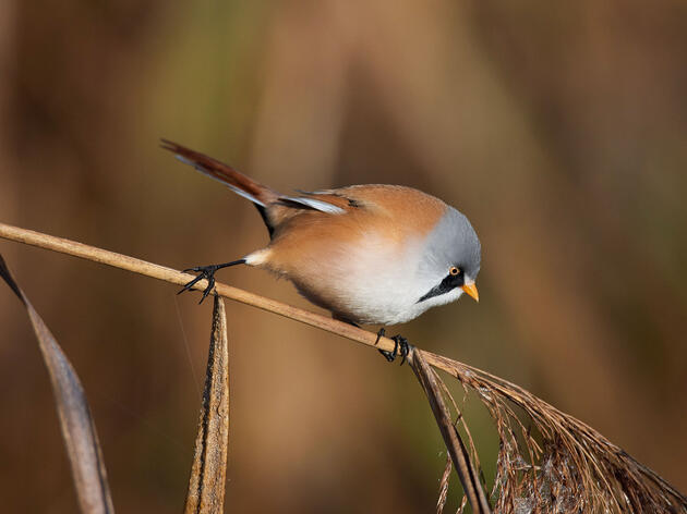 A Bearded Tit, the protypical borb. Siegmar Tylla/Alamy