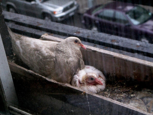 Why Do We Never See Baby Pigeons Audubon Why Do We Never See Baby Pigeons Audubon