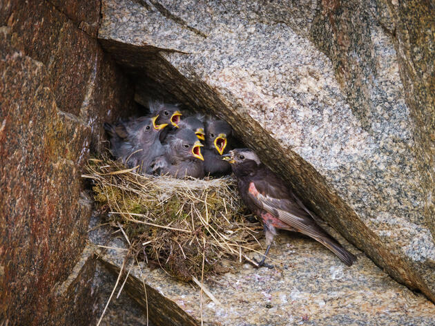 Un ave macho alimenta a sus cinco polluelos demandantes.