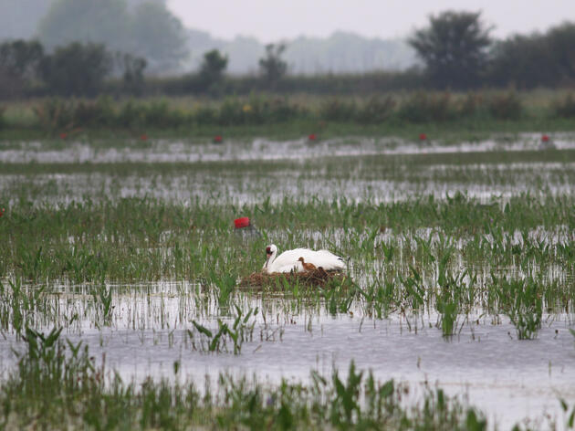 Los recientes padres de la grulla trompetera de Louisiana con su cría. La pareja construyó su nido en una granja privada de cangrejos de río, y los dueños están muy contentos de albergarlos. Sara Zimorski/Louisiana Department of Wildlife &amp; Fisheries