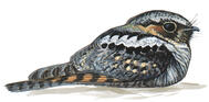 Eastern Whip-poor-will | Audubon Field Guide
