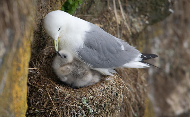 Black-legged Kittiwake with chick
