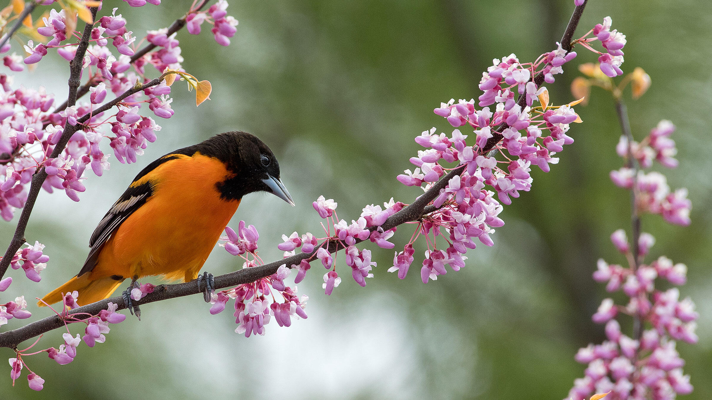 National Audubon Society
