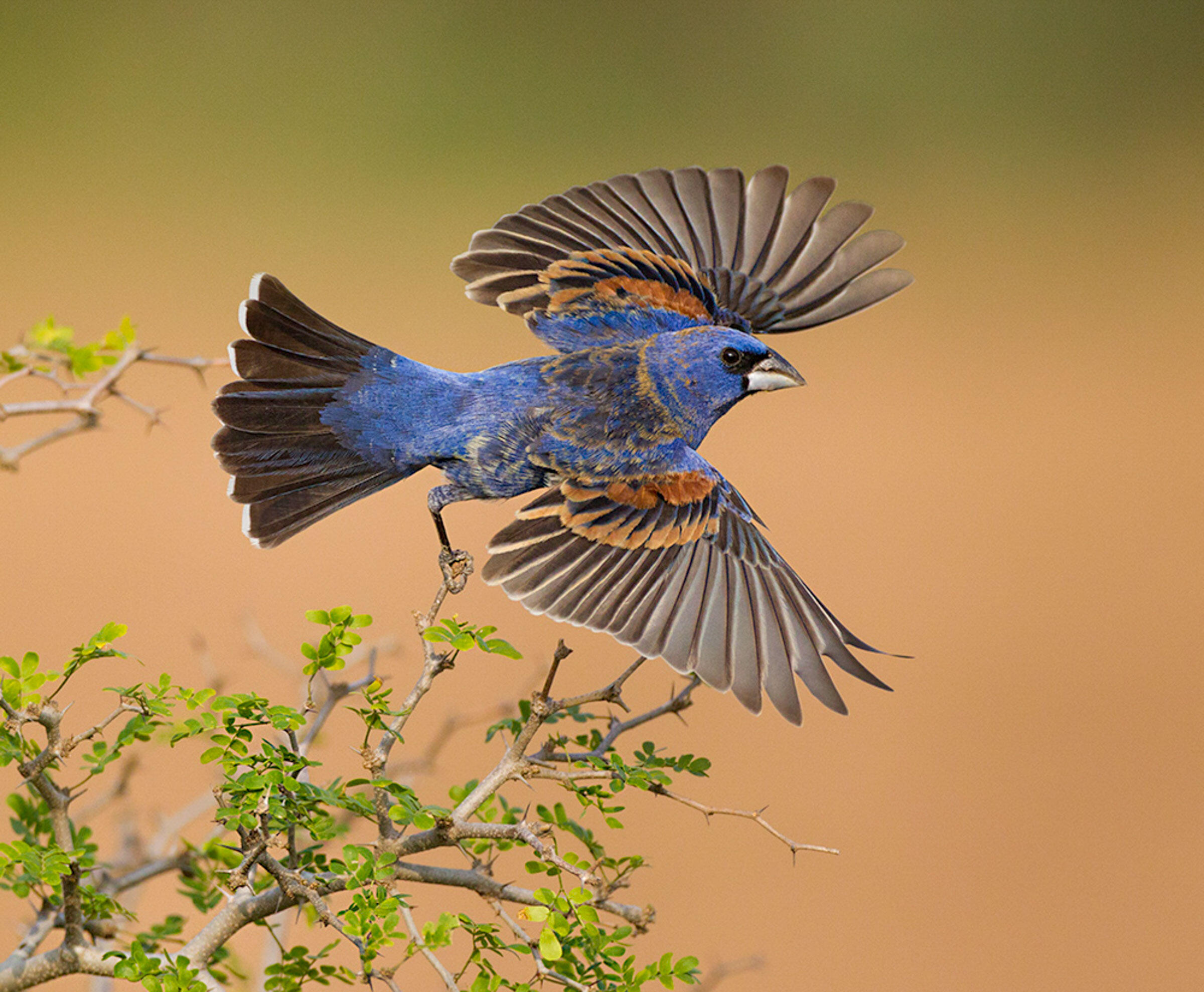 Blue Grosbeak Audubon Field Guide