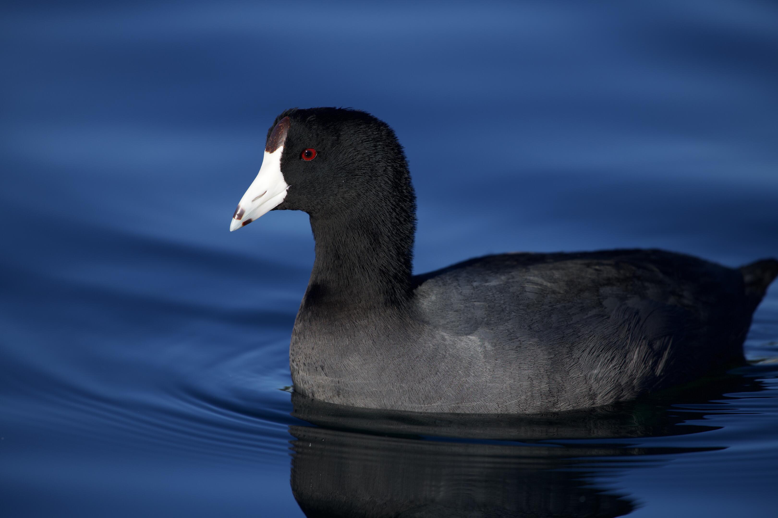 American Coot Audubon Field Guide