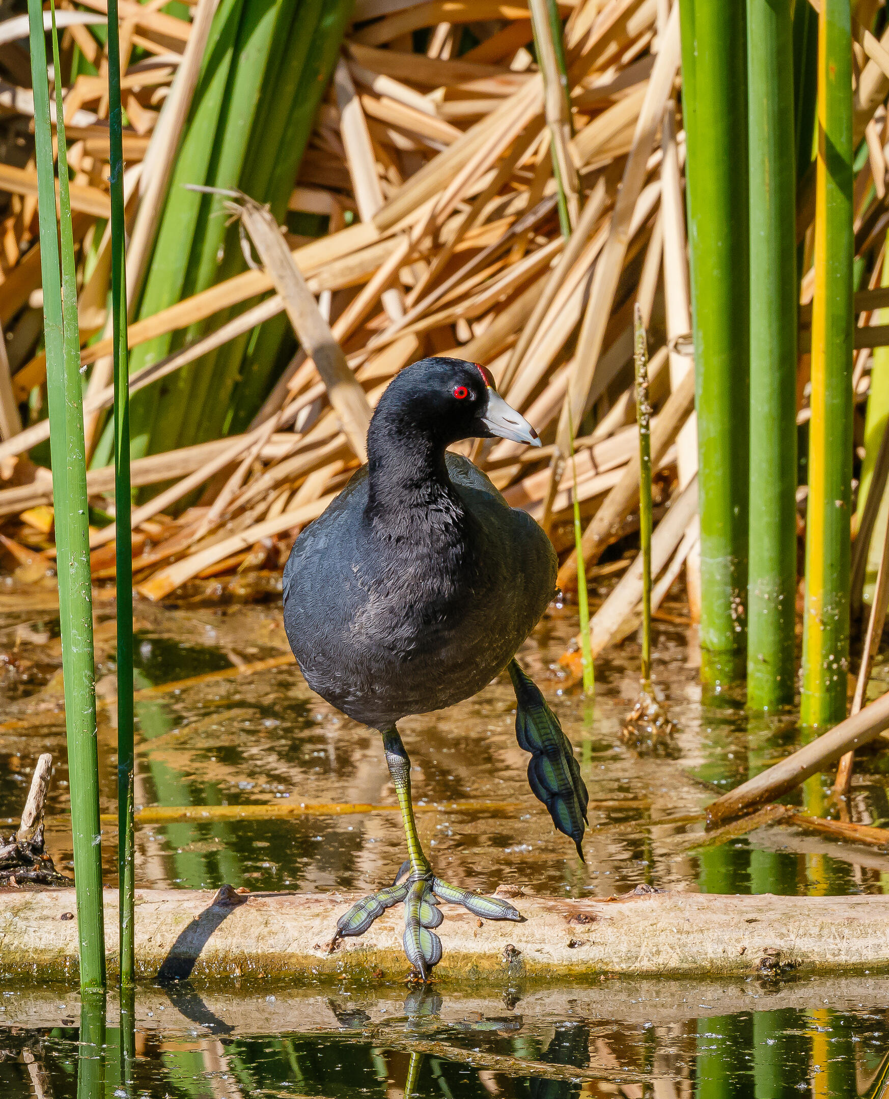 American Coot Audubon Field Guide