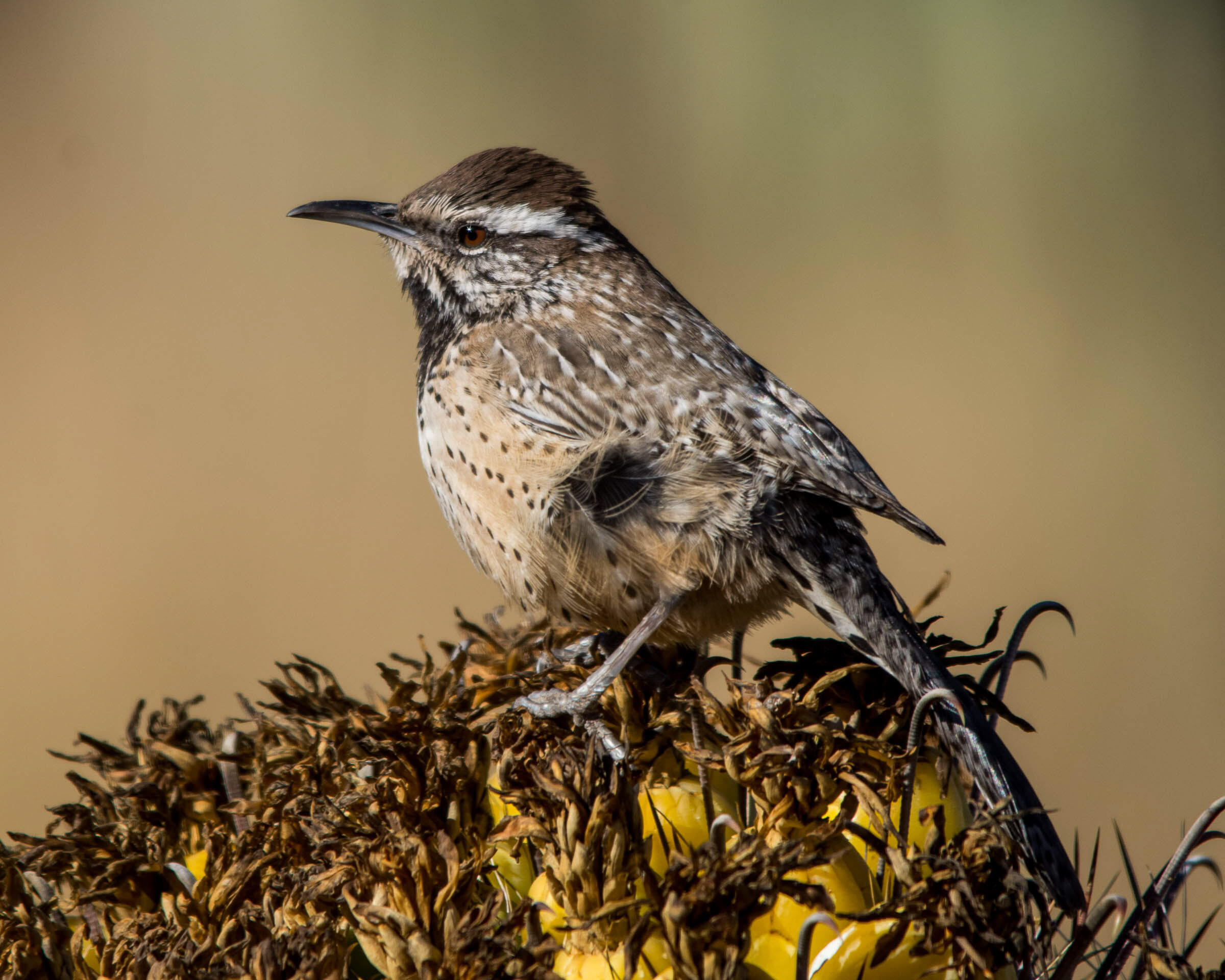 Cactus Wren Audubon Field Guide