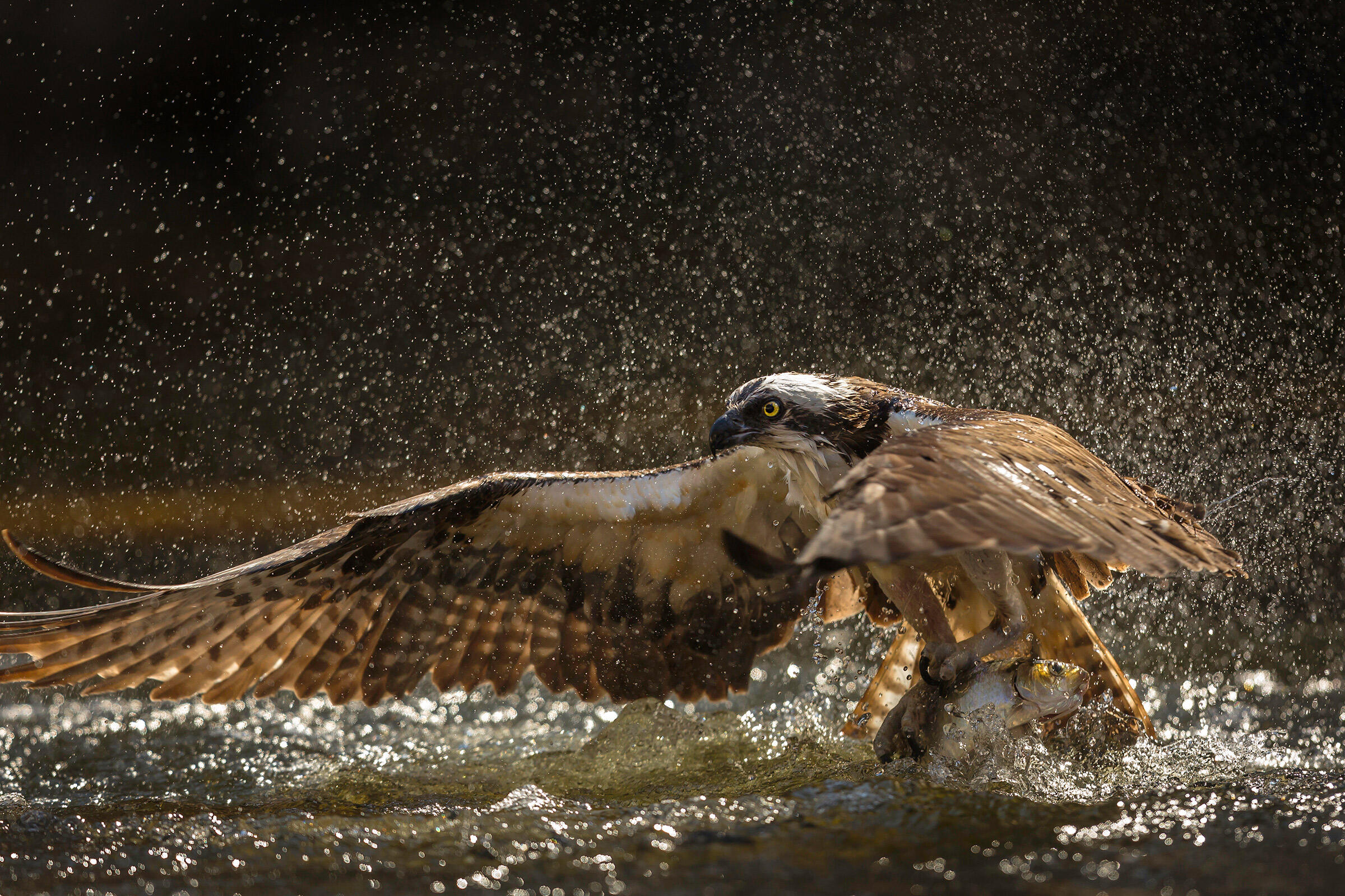 Águila Pescadora Guía de Aves