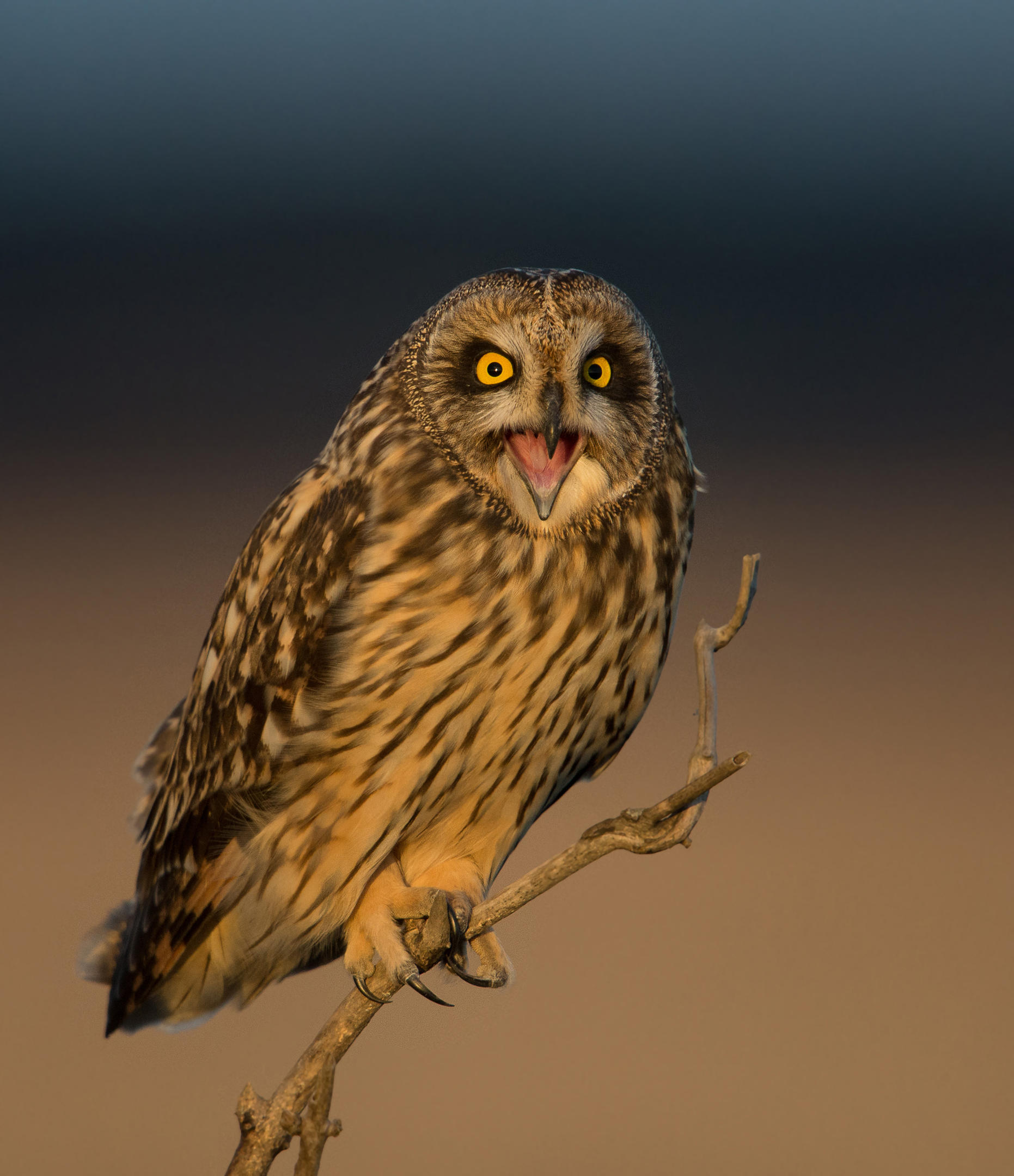 Shorteared Owl Audubon Field Guide