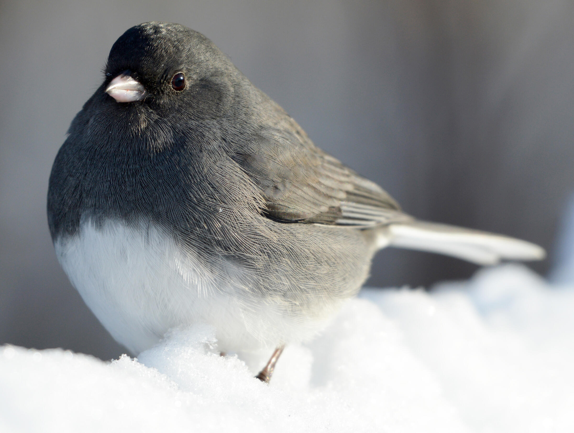 Dark eyed Junco Audubon Field Guide