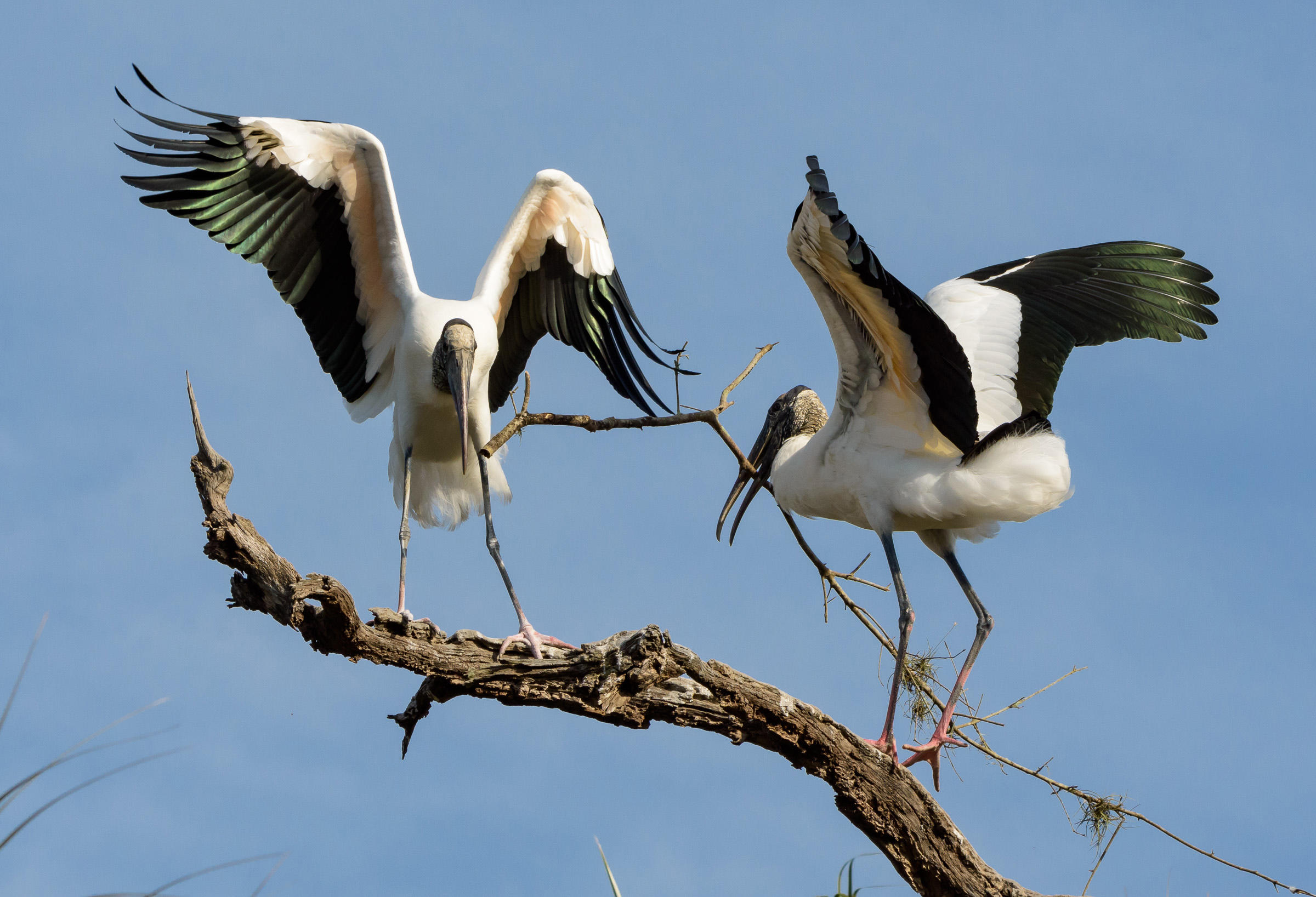 Wood Stork Audubon Field Guide