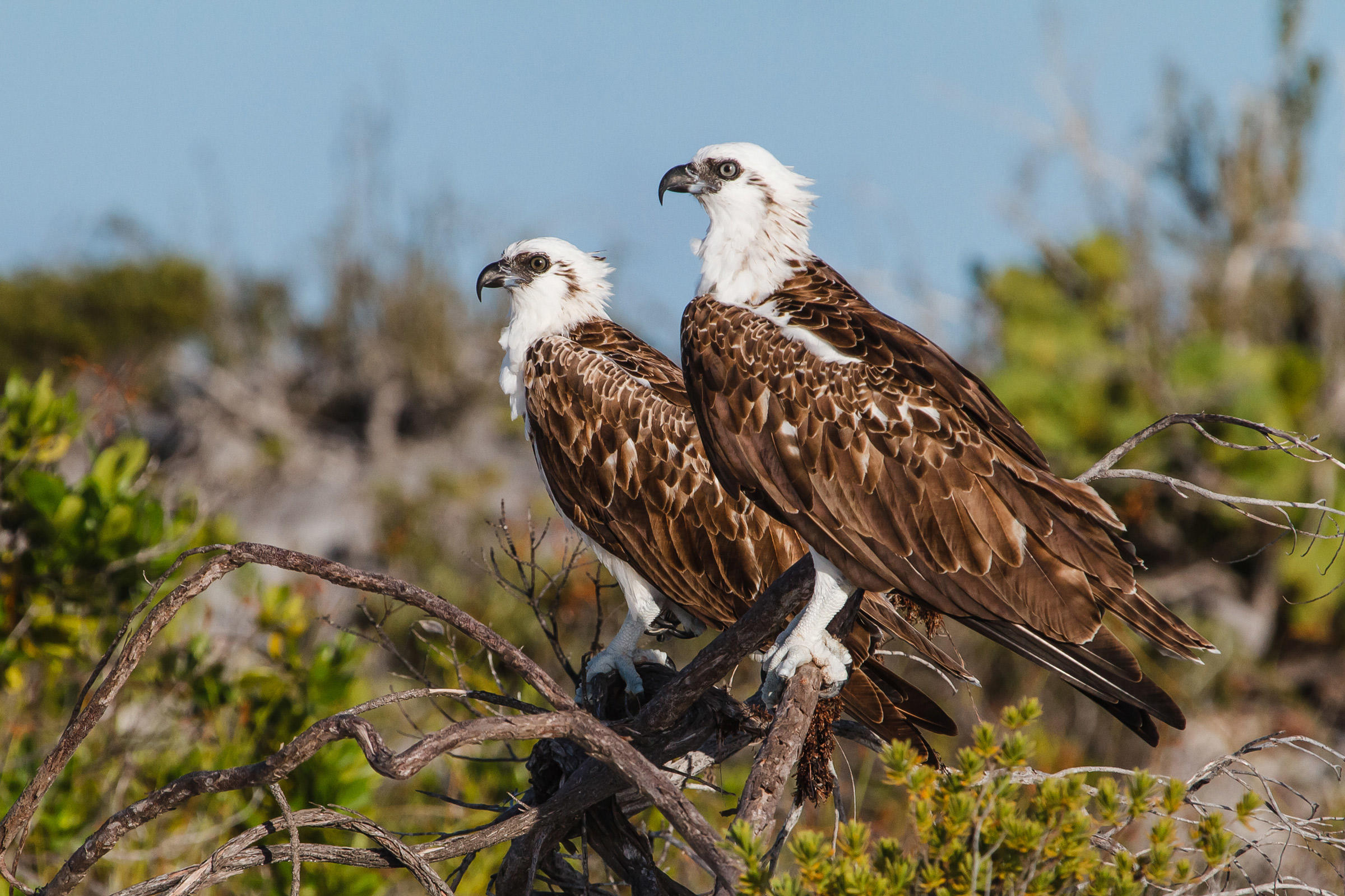 Águila Pescadora Guía de Aves