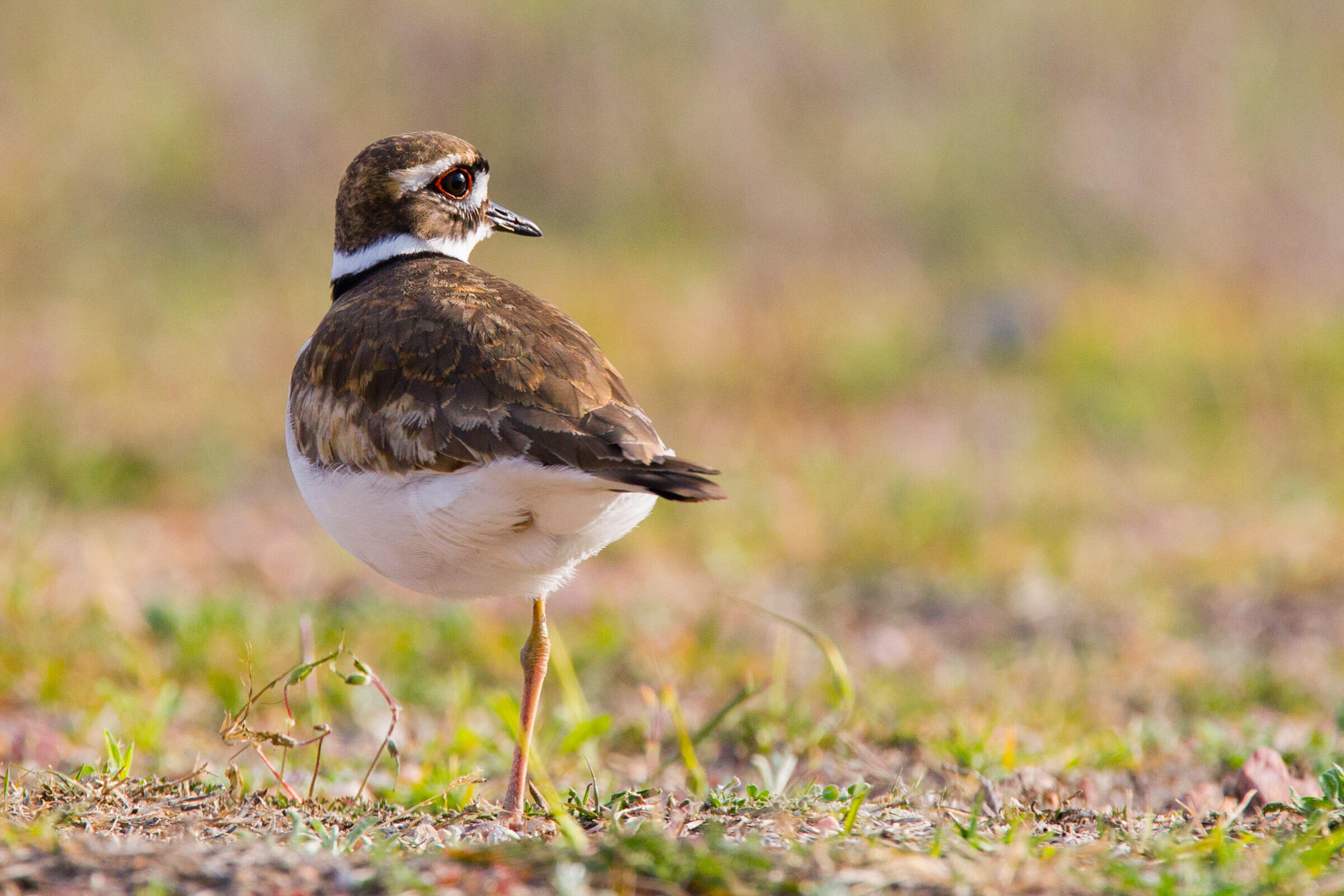 Killdeer Audubon Field Guide