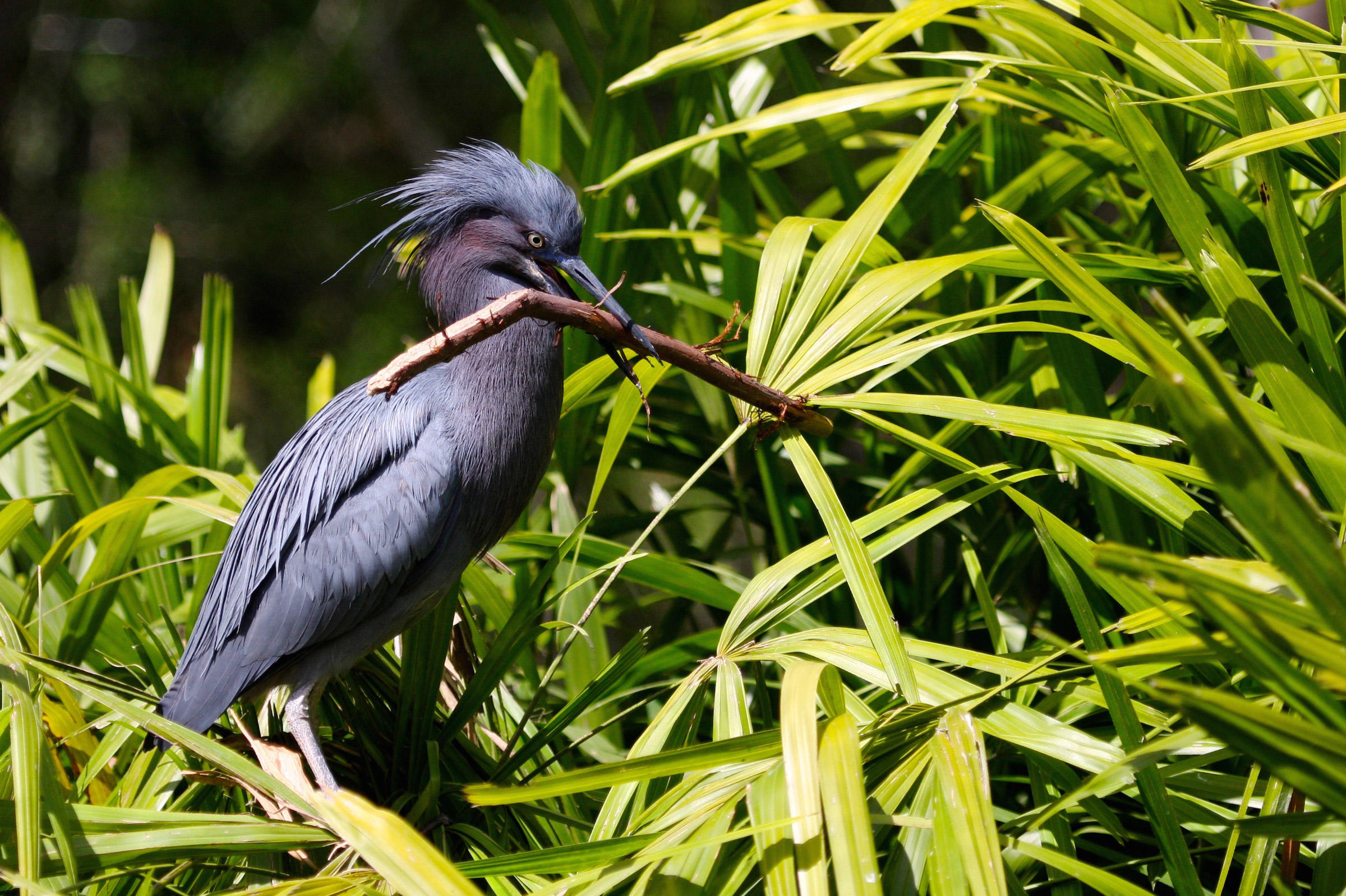 Garza Azul Guía de Aves