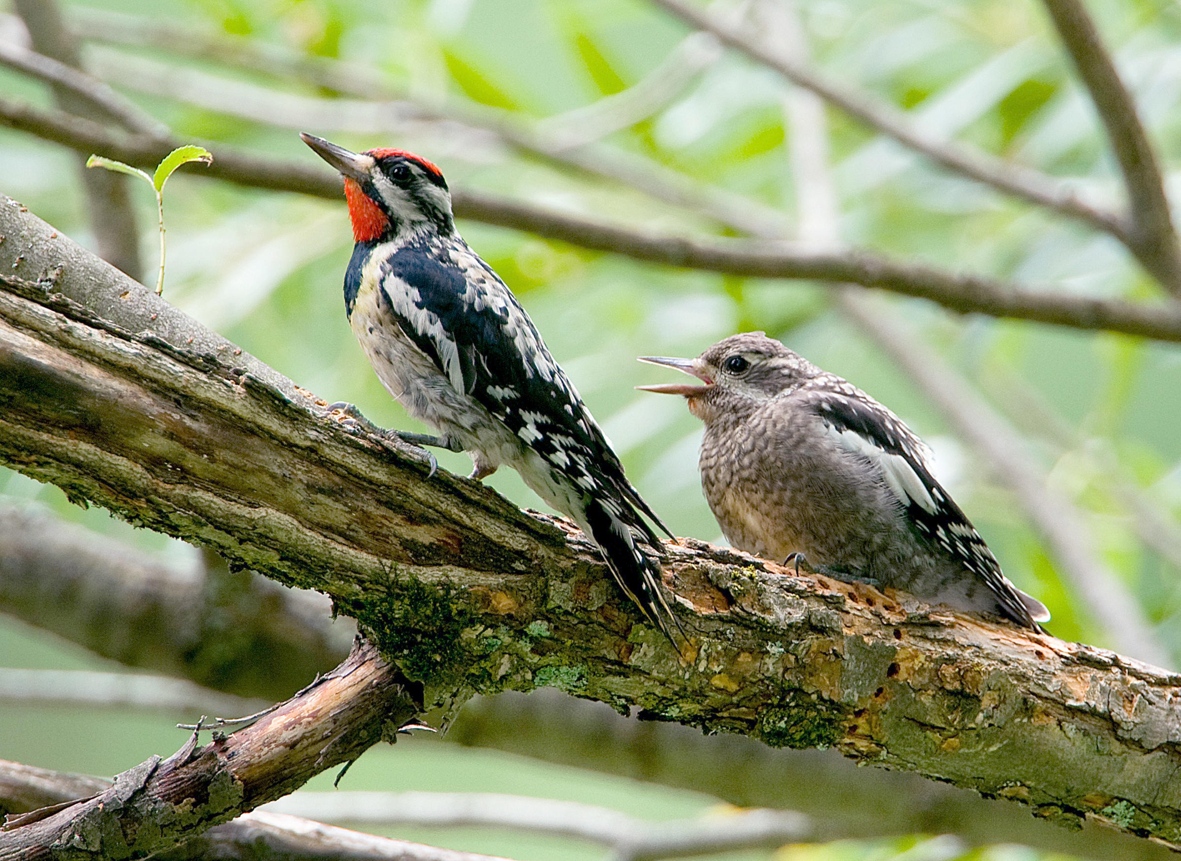 Yellowbellied Sapsucker Audubon Field Guide