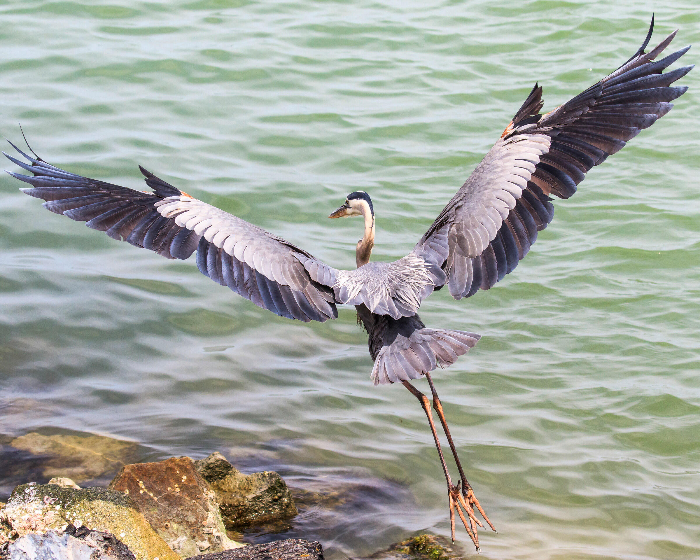 Great Blue Heron Audubon Field Guide