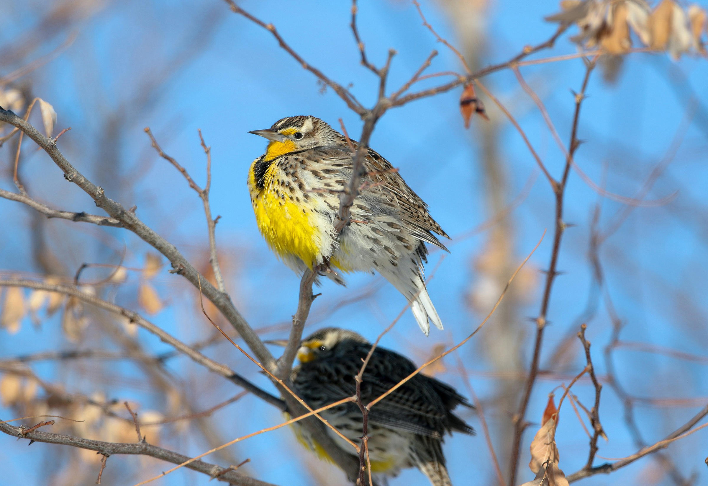 Western Meadowlark Audubon Field Guide