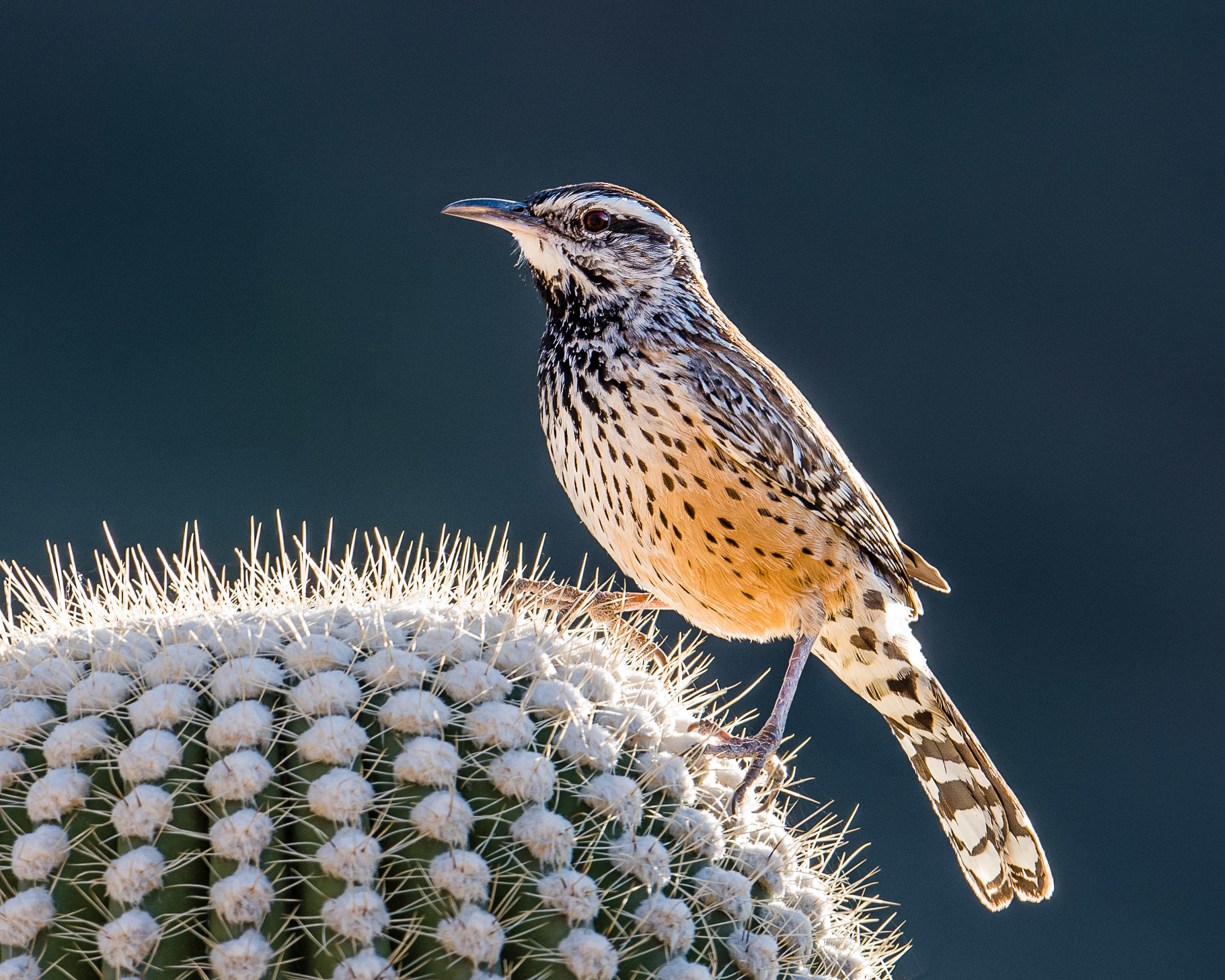 Cactus Wren Audubon Field Guide