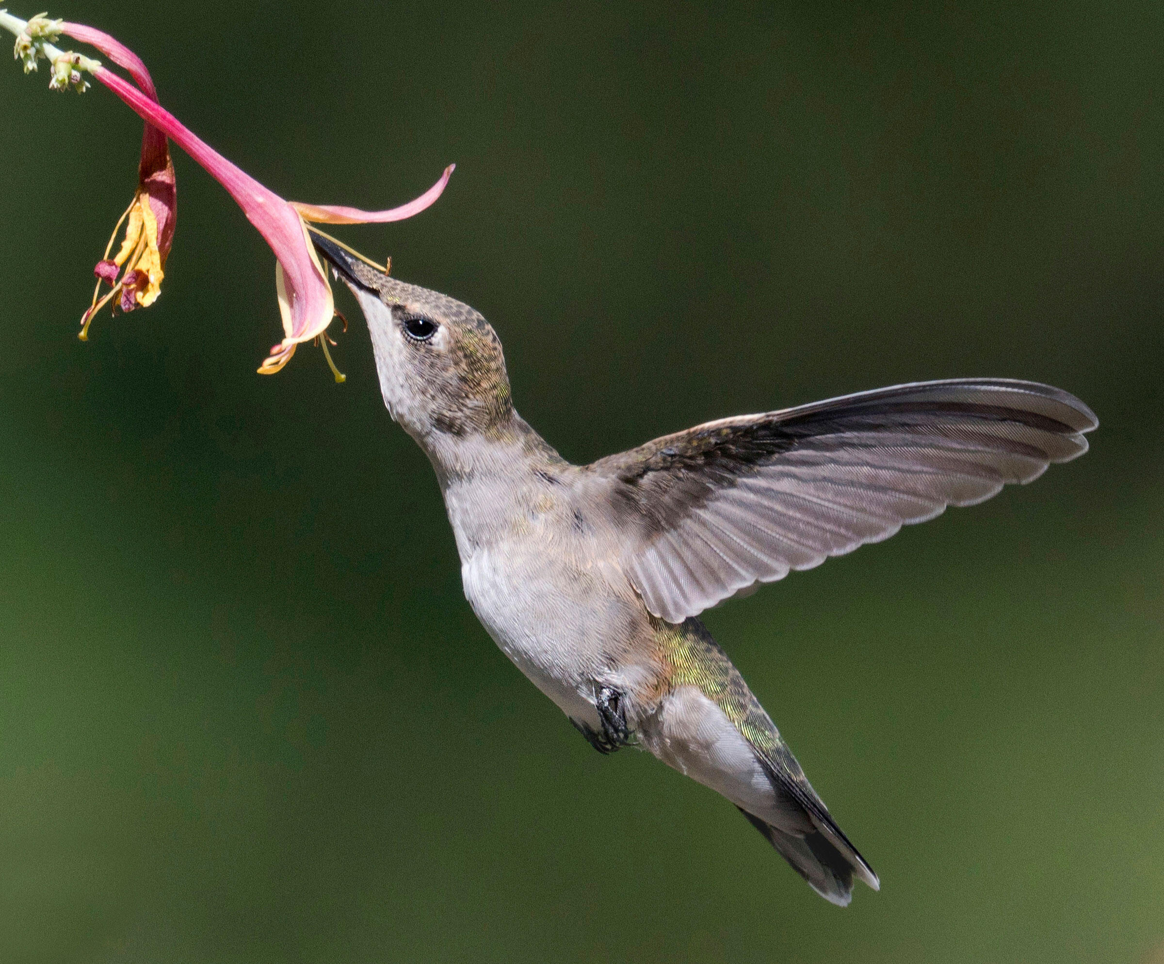 Blackchinned Hummingbird Audubon Field Guide