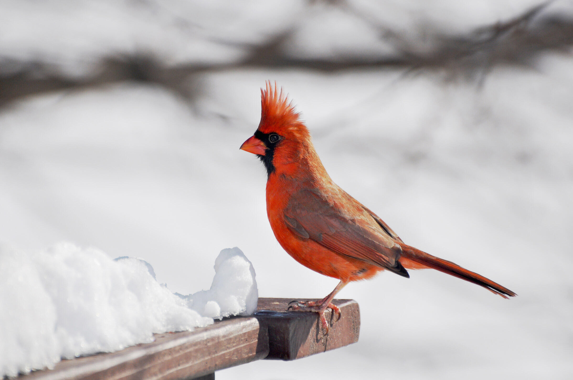 Image of a Northern Cardinal a red bird with a mohawk