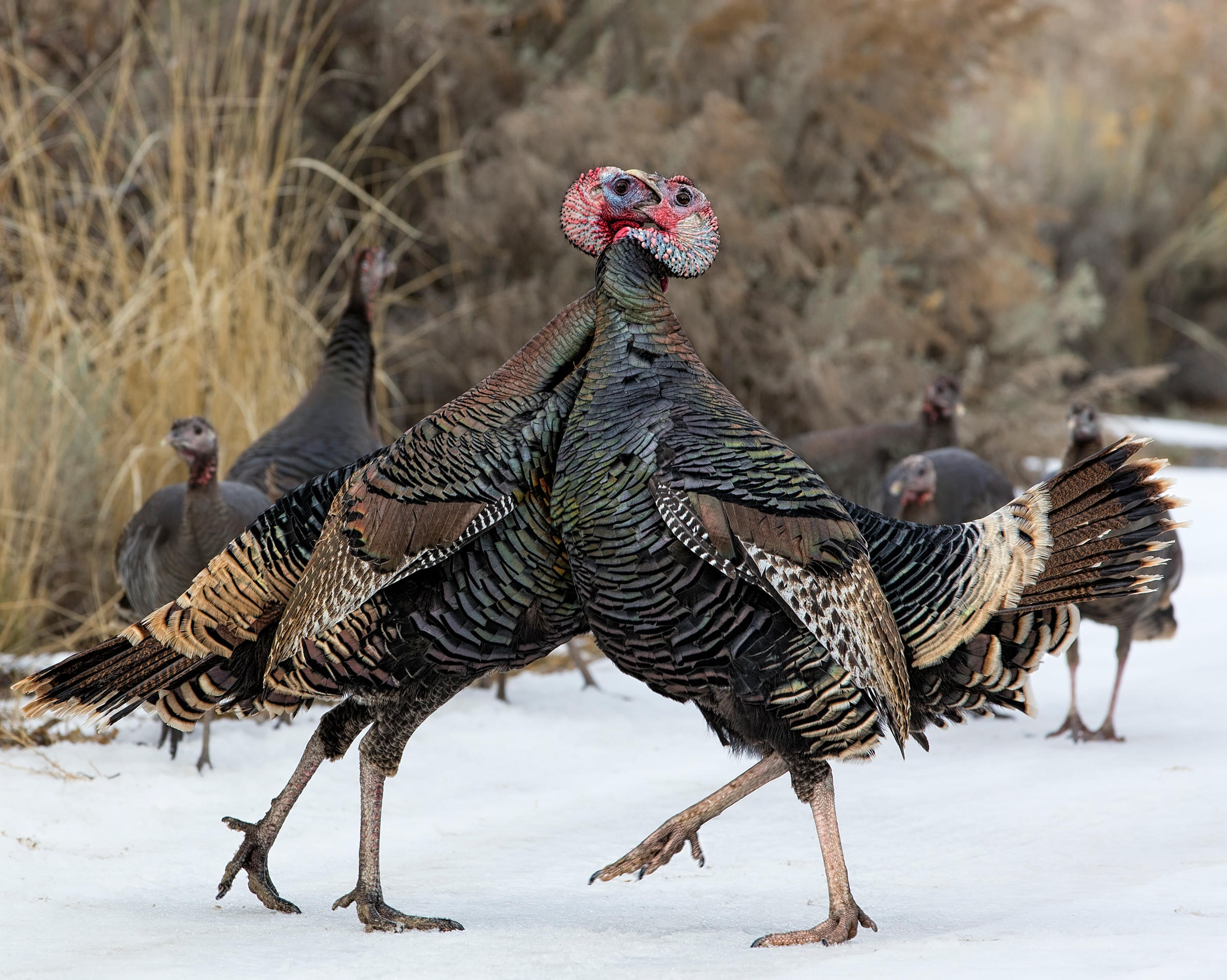 Guajolote Norteño Guía de Aves