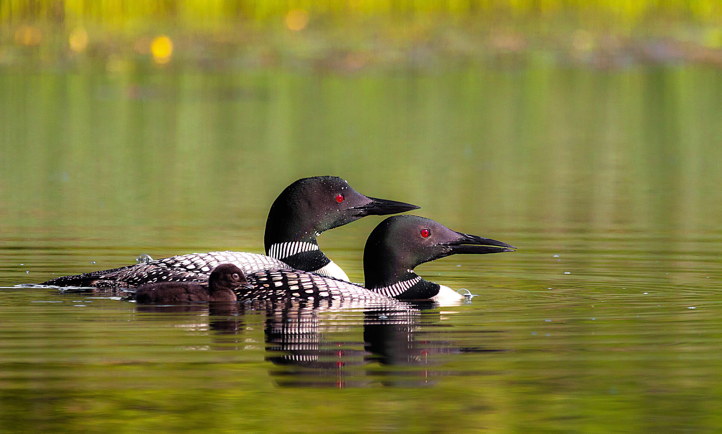 Common Loon Audubon Field Guide Common Loon Audubon Field Guide