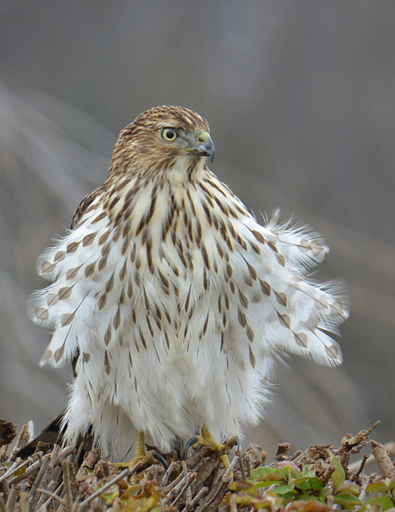 Coopers Hawk Clive Photos - qlsz55p